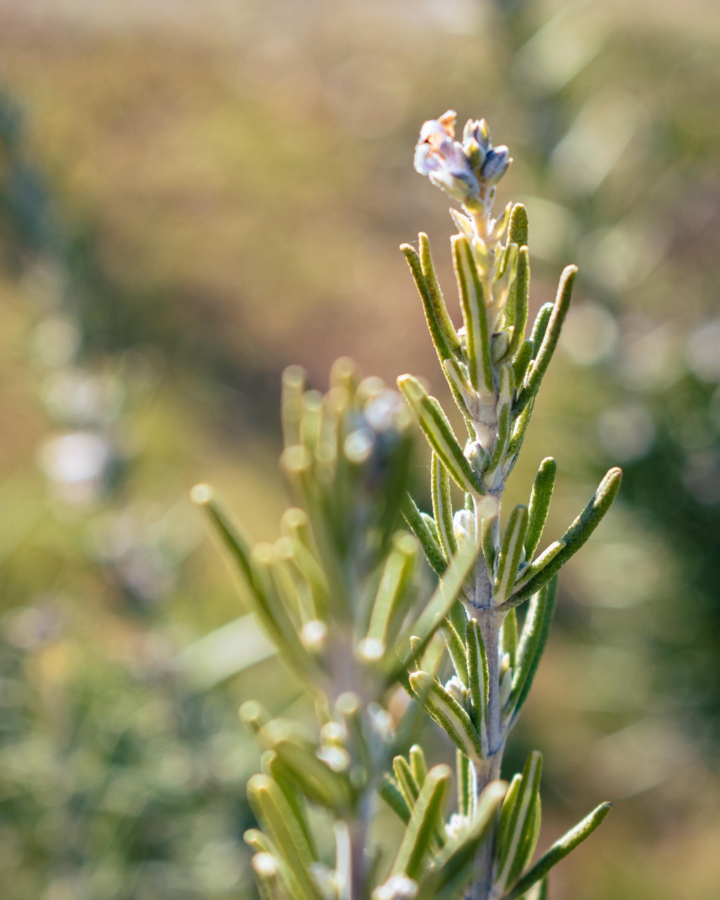 ローズマリーの画像