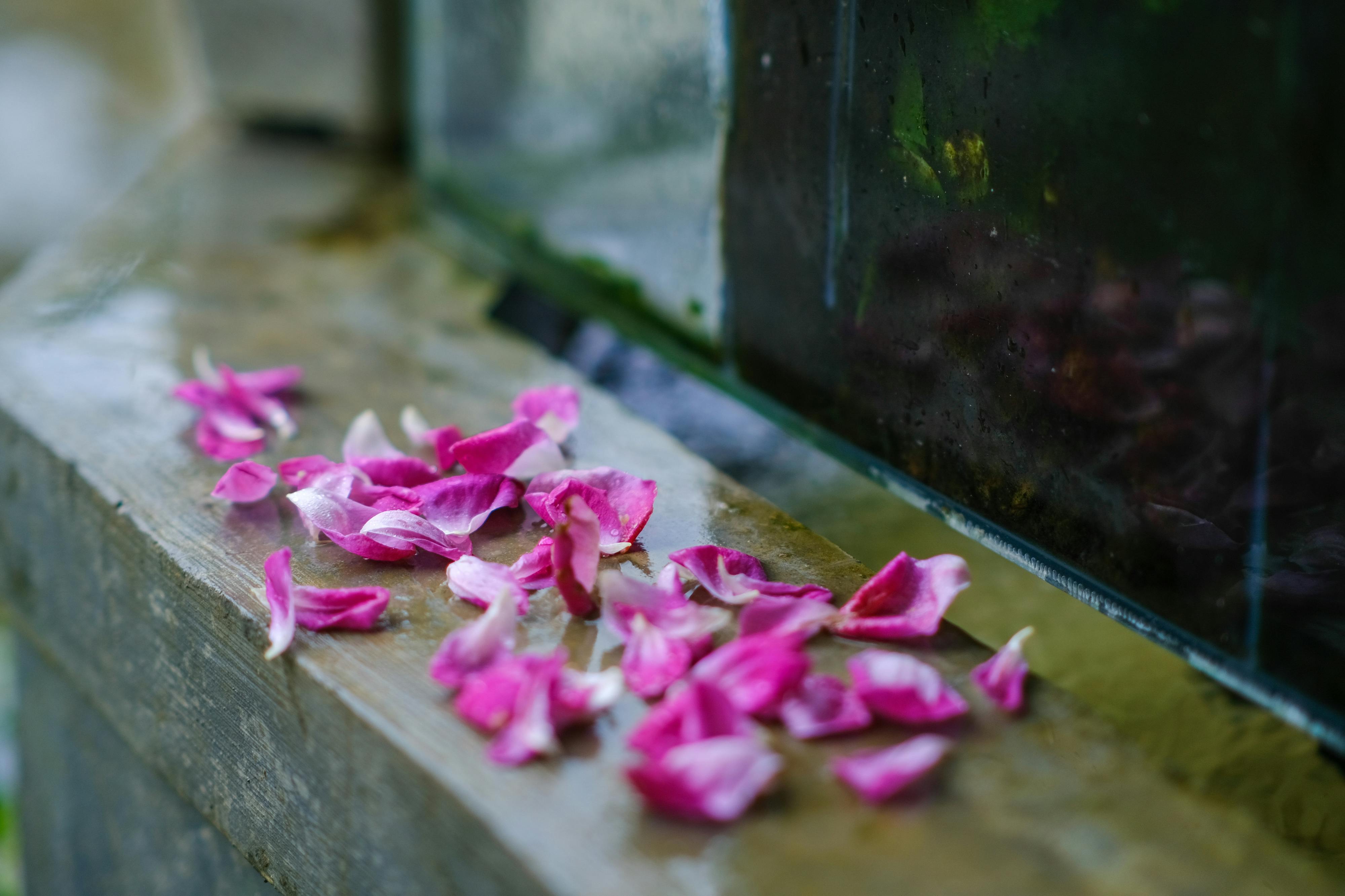 ローズペタルの画像